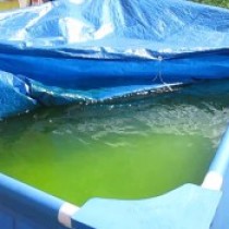 Рейтинг средств для бассейна против цветения воды: какое лучше выбрать и почему?